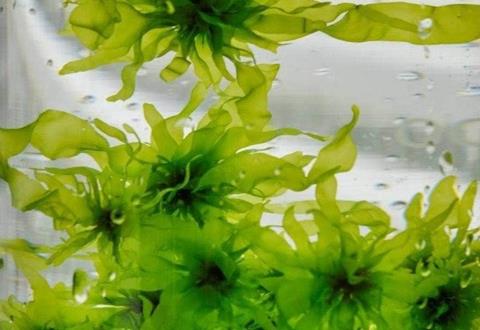 Closeup of algae