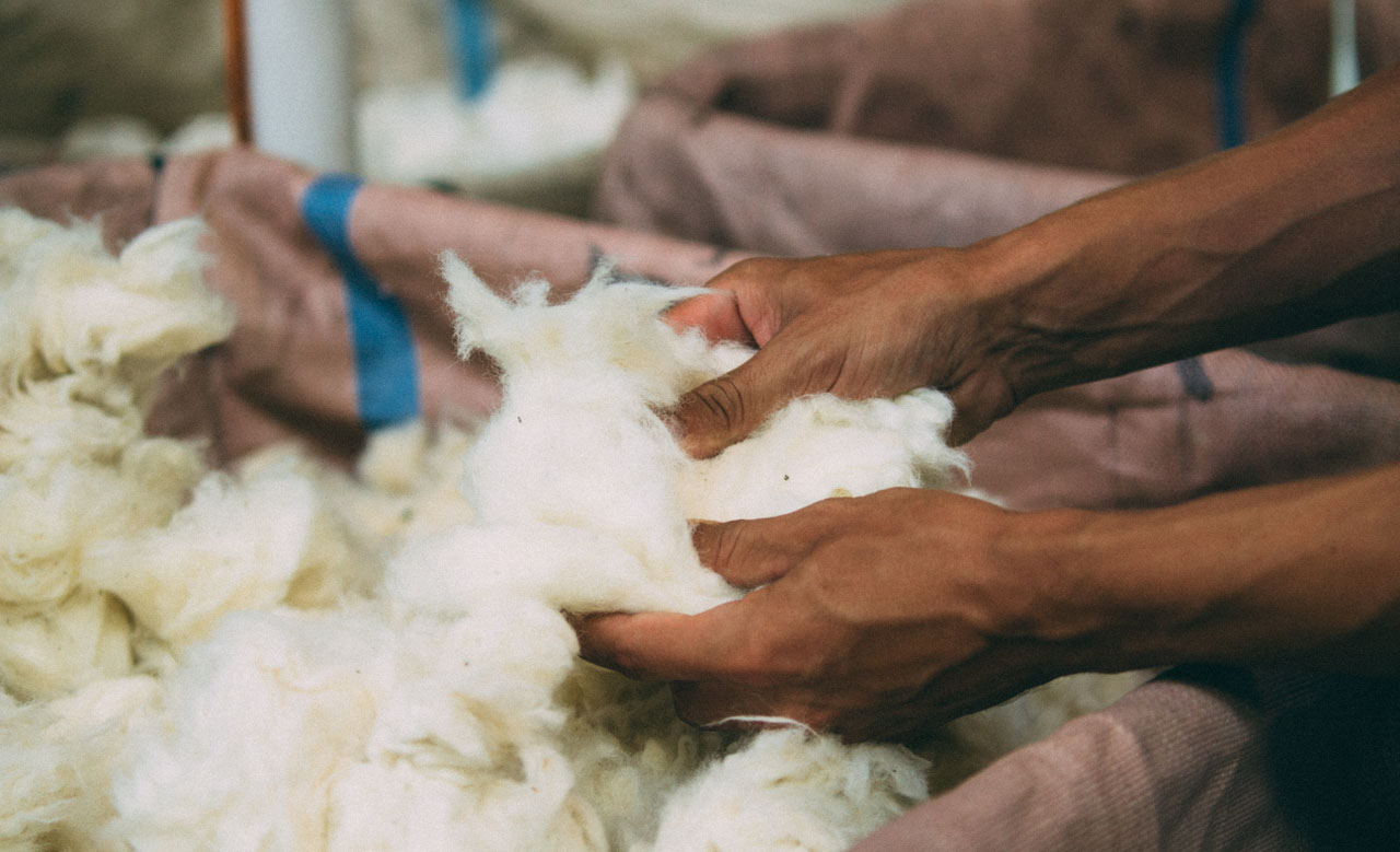 Hands holding fresh wool