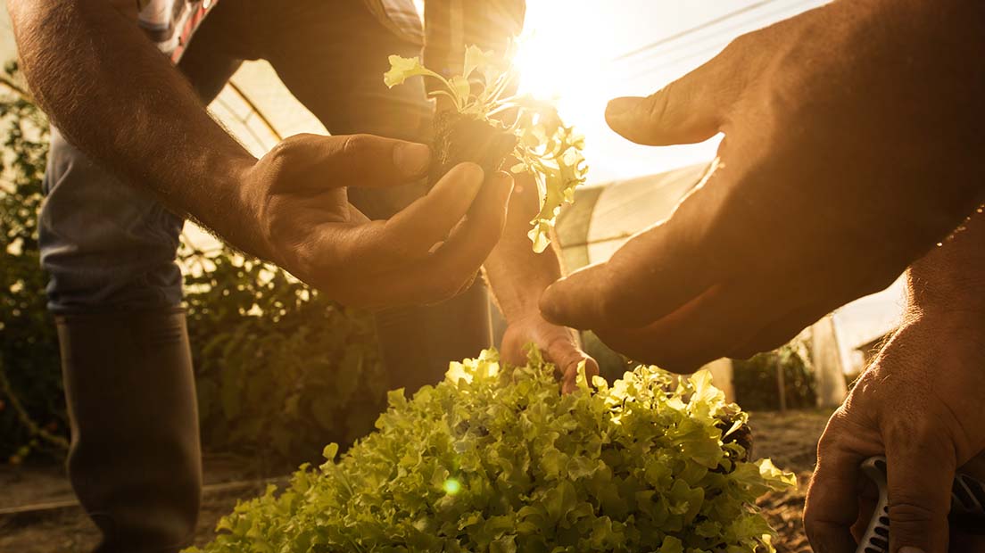 Hands holding lettuce seedling